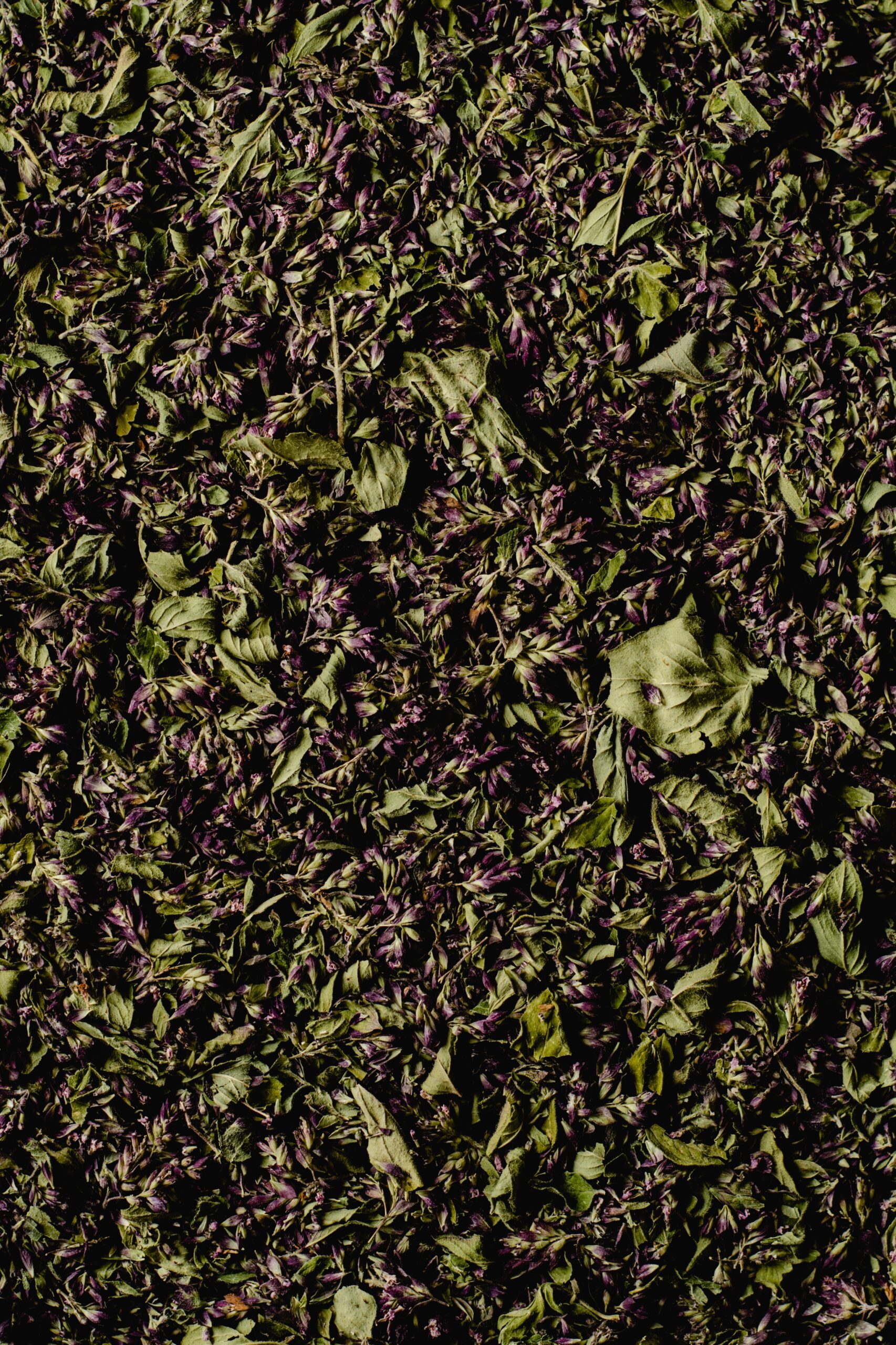 Trẻ bị sốt phát ban tắm lá gì? 4 loại lá thảo dược tự nhiên an toàn